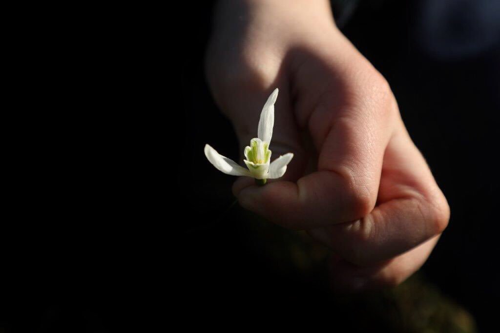 TrishParra's tweet photo. Spring is coming...#photography #spring #SnowDrops https://t.co/lq5emsNhrm