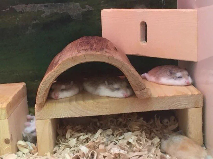 面白いしかわいいwwwハムスターって寝るとパンケーキみたいにフラットになるwww