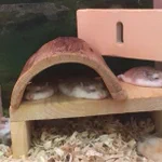 面白いしかわいい!ハムスターって寝るとパンケーキみたいにフラットになる!
