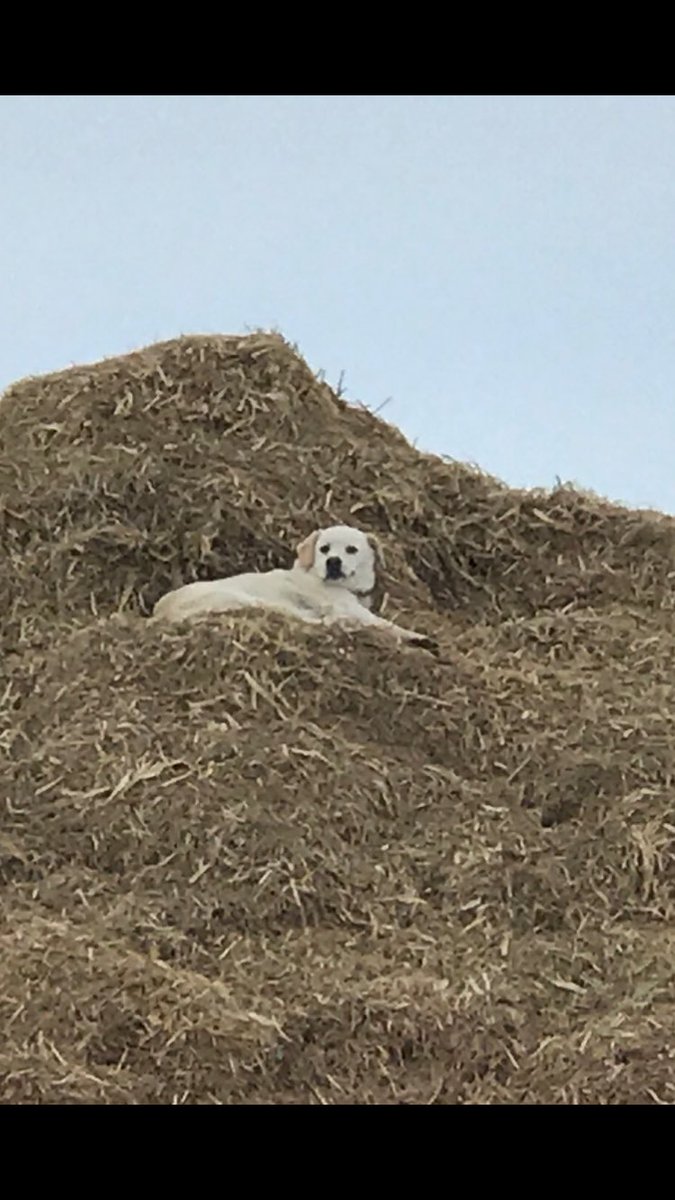 cbirch58's tweet photo. Dogs are the best, driving down the highway and Kayla captured this good boy hanging out on a silage pile, even smiled for the camera. https://t.co/Zl8pIzbYlH