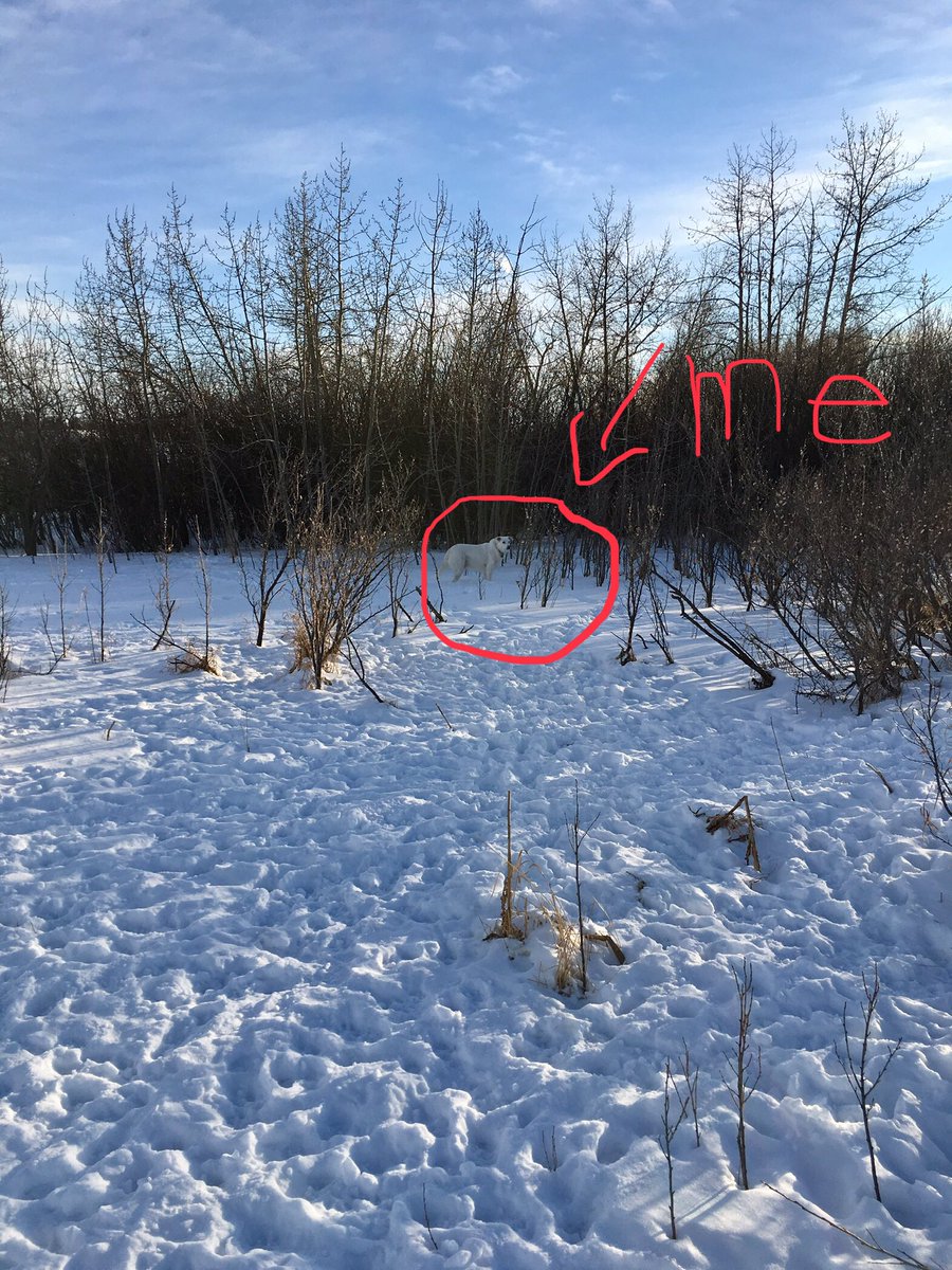 DoggosOfYyc's tweet photo. Sometimes when mom takes us to the P-A-R-K, I like to pretend I’m a sullen teenager and I don’t walk with her. She’s never out of my sight, I just don’t want to be seen ‘hanging out’ with her. #sullen #moody #ImAtThatAgeWhere #DogsofTwitter #qtip https://t.co/5JnzplOyr1