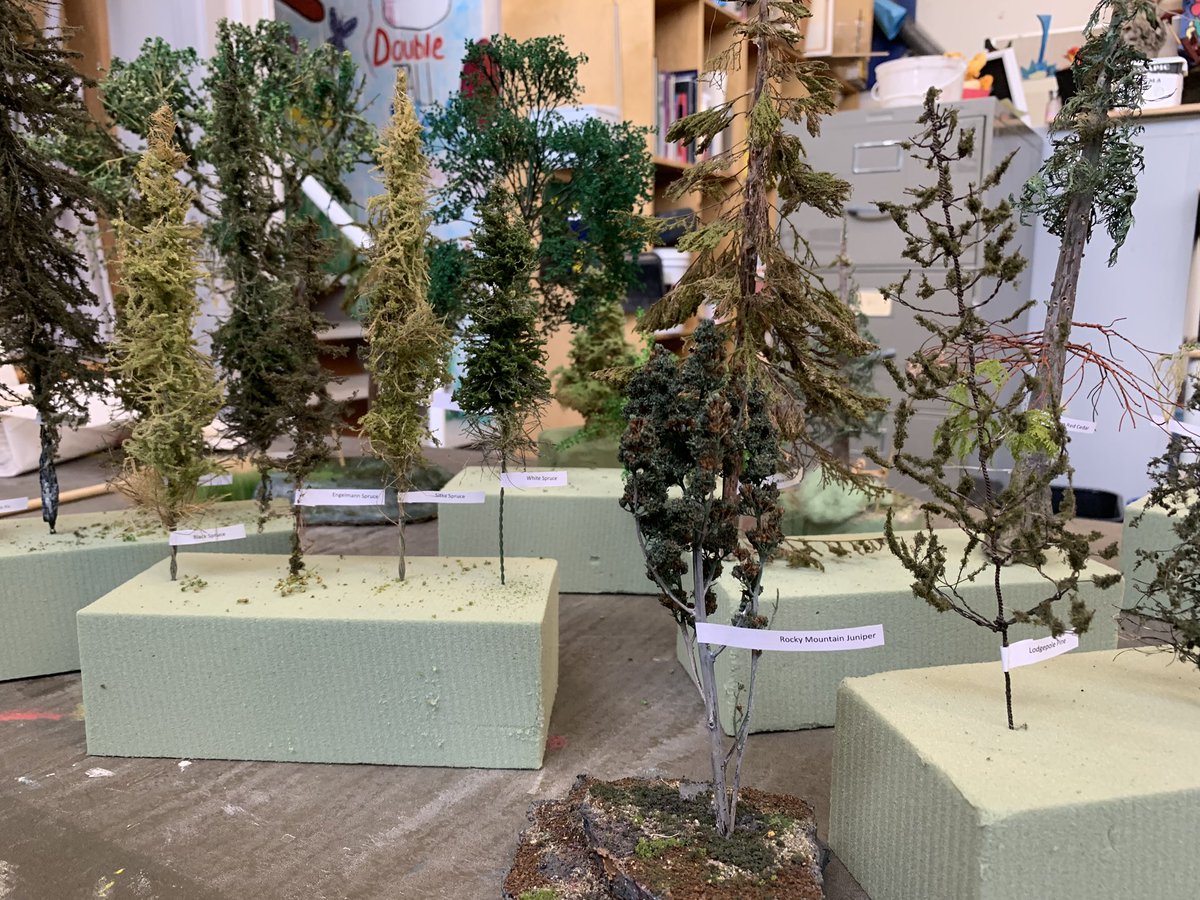 adventuresinbio's tweet photo. Modeling the trees of B.C. and my masterpiece! 😜#sd41ProD #creativethinking #bio11 https://t.co/x0R4UwtfP3