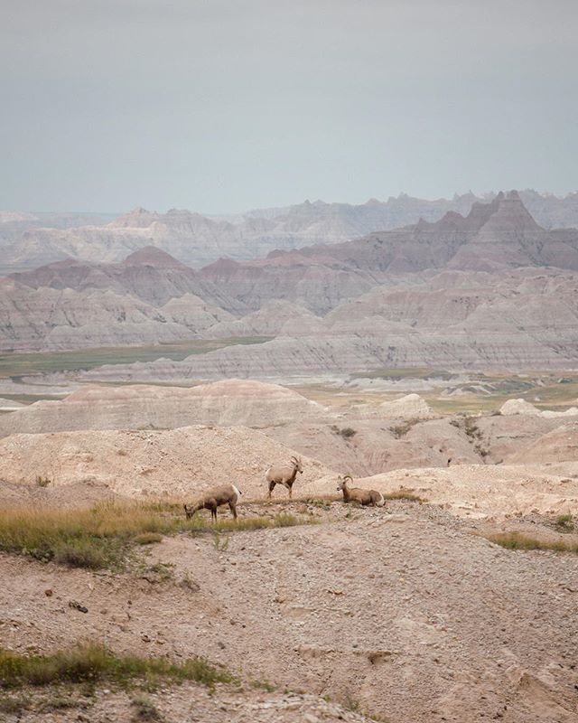 dave__stillwell's tweet photo. Not a bad spot to hang out... I'm inspired to share by the #natgeo100contest and some incredible posts from all over the world I've seen this week as @natgeo celebrates 100 million followers. It's fascinating to observe wildlife, and there is so much we … https://t.co/2aaYxuimcO https://t.co/u9IZu12EpO