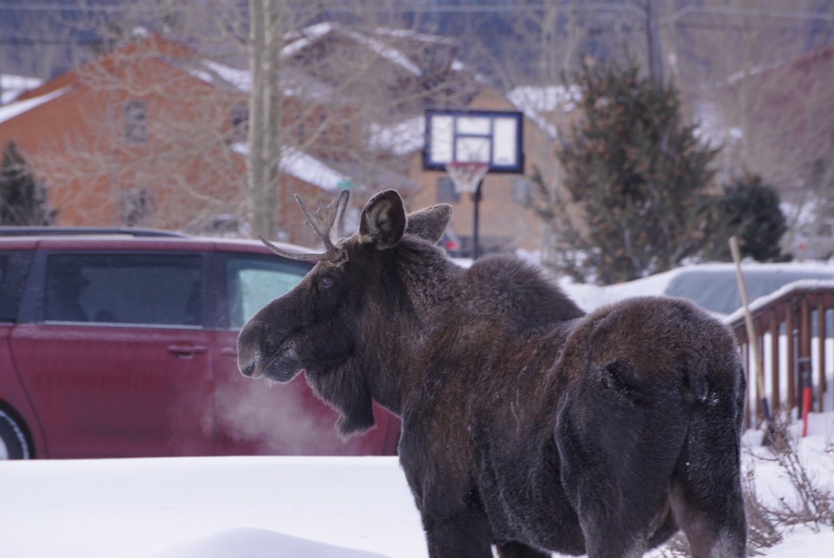 MackRusso3's tweet photo. Left my house to go #skiing but was delayed actually leaving. This young bull #moose decided to chow in my neighbors front yard and was too close to my car for comfort. 
.
.
#OptOutside #exploresummit #Colorado #wildlife https://t.co/menUJbfzUK