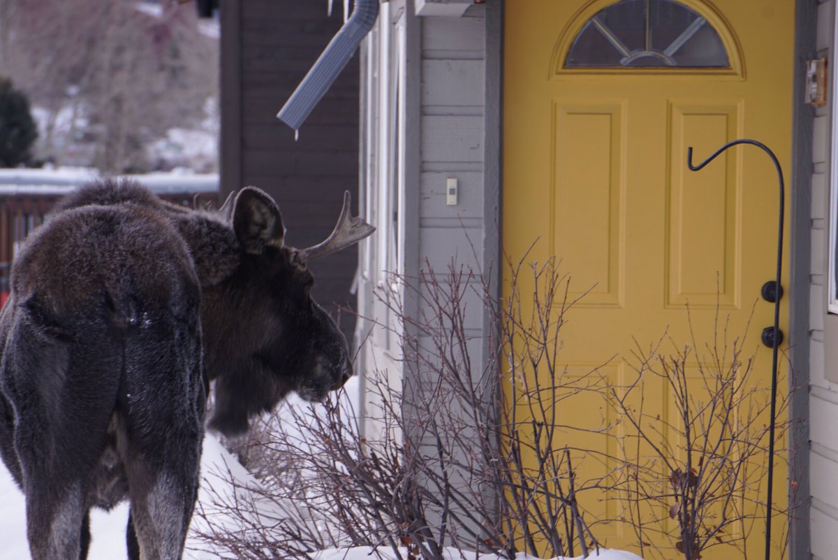 MackRusso3's tweet photo. Left my house to go #skiing but was delayed actually leaving. This young bull #moose decided to chow in my neighbors front yard and was too close to my car for comfort. 
.
.
#OptOutside #exploresummit #Colorado #wildlife https://t.co/menUJbfzUK