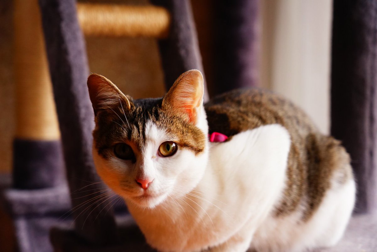 Rocothon's tweet photo. 猫ですね https://t.co/GQPuDcW9zy