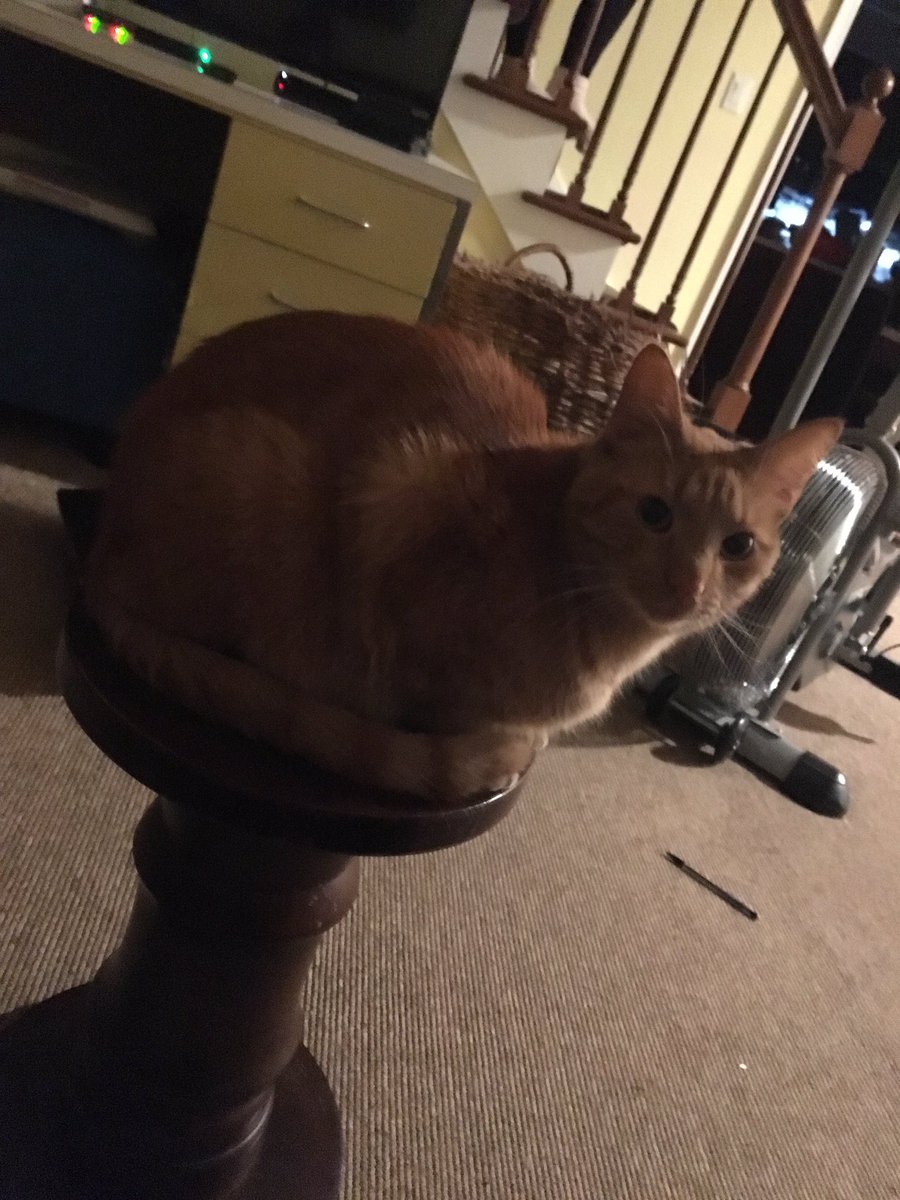 TheWisdomCat's tweet photo. I feel powerful https://t.co/bMdPj90gbR