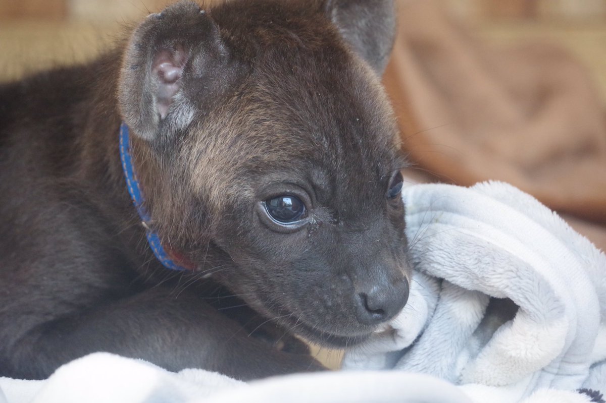 Zooライダー Twitterren ハイエナの赤ちゃん かわいい 凛々しい ブチハイエナ しろとり動物園