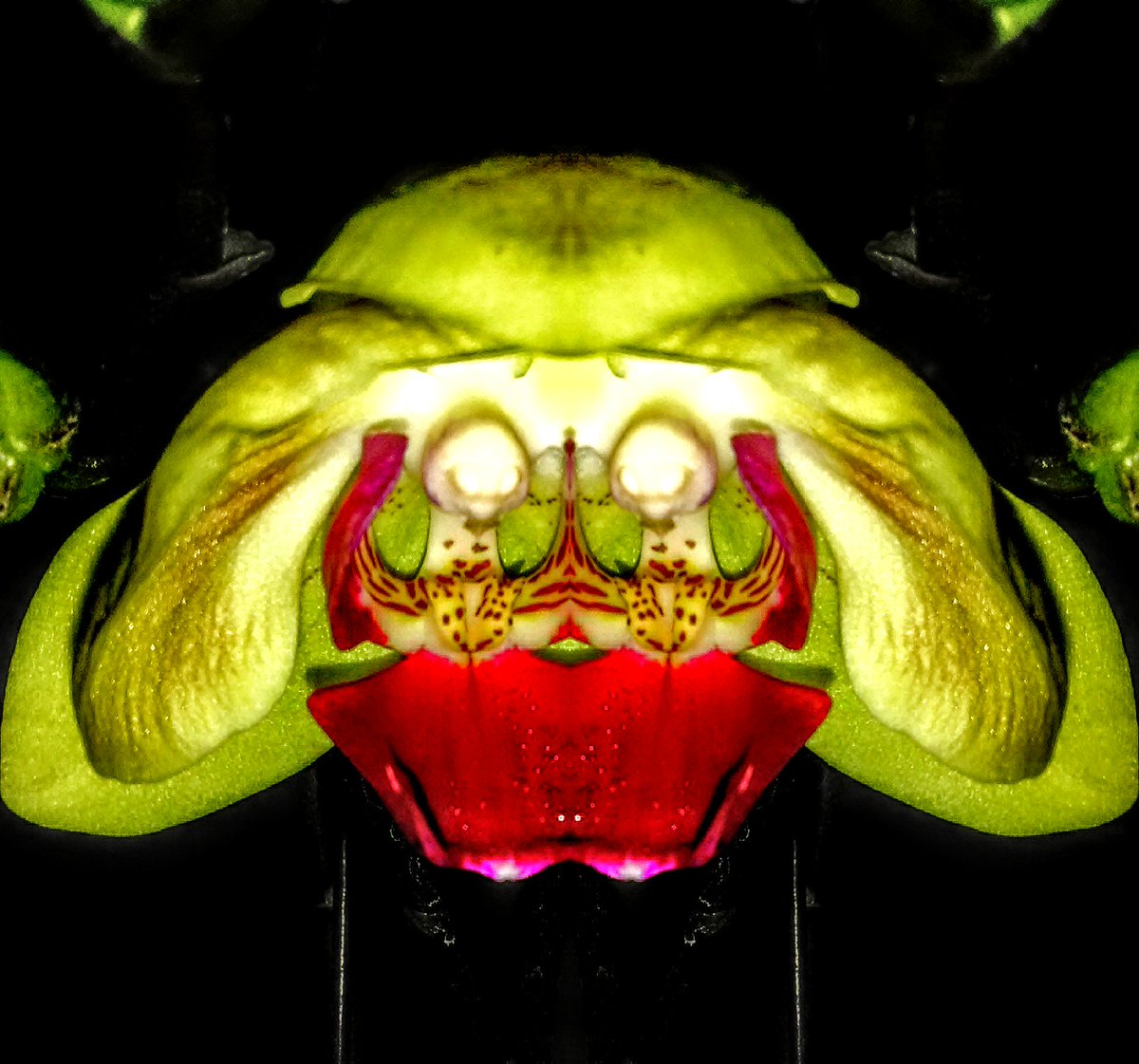 Orchidinsanity's tweet photo. #orchids #orchidsasart #myorchids #orchidlover #ShareTheLove #beauty #artist #orchid https://t.co/etVHs6Ome0