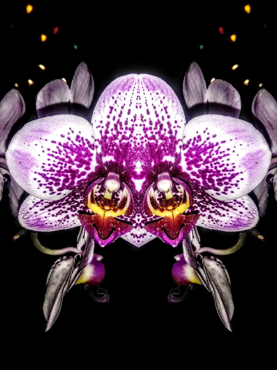 Orchidinsanity's tweet photo. #ShareTheLove #Flowers  #flowersasart #orchids #orchid #orchidsasart #art #artist https://t.co/h4h34E9jcp