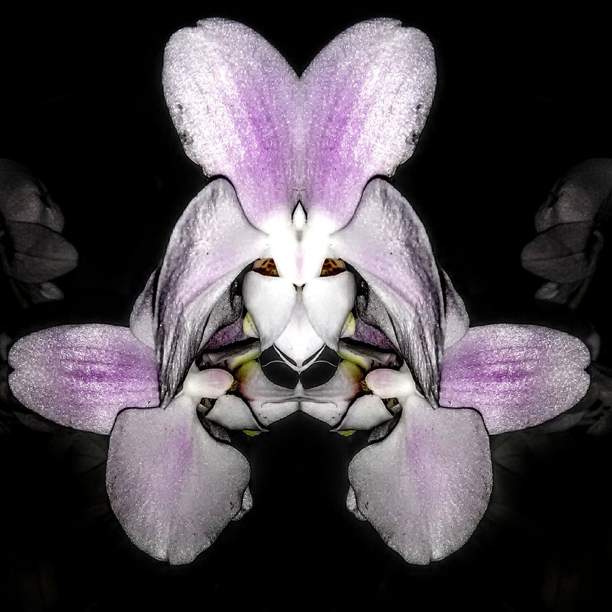 Orchidinsanity's tweet photo. #ShareTheLove #Flowers  #flowersasart #orchids #orchid #orchidsasart #art #artist https://t.co/h4h34E9jcp