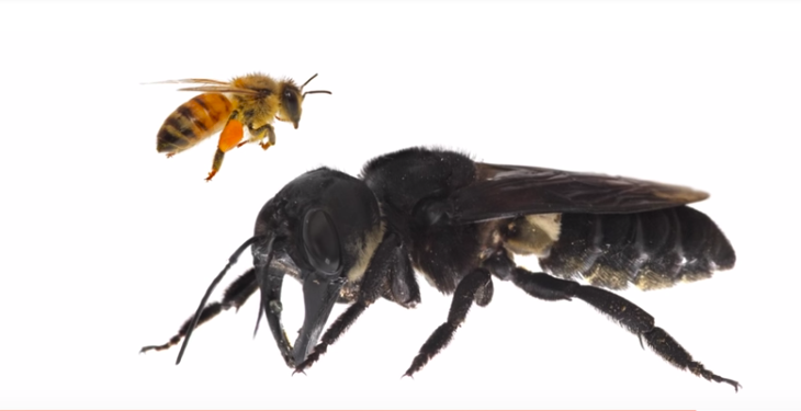 EcologyInsecta's tweet photo. Wallace's giant #bee has been rediscovered in #Indonesia
https://t.co/6rkuWoCh9f #insects https://t.co/uobgSn2woP