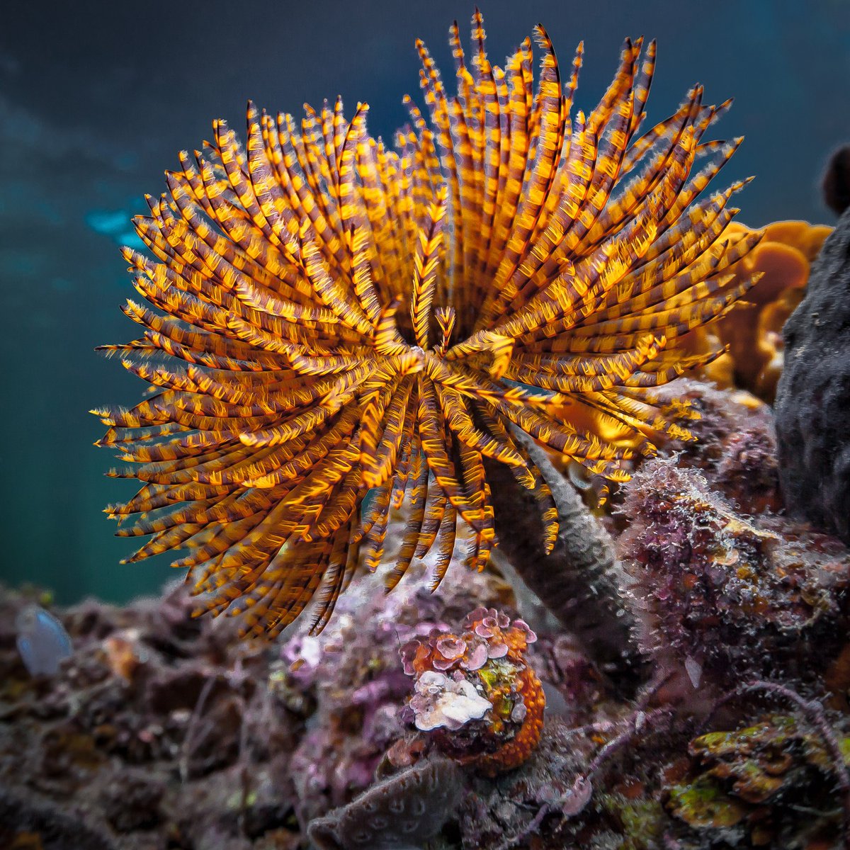 robertrath's tweet photo. Another World, Under Edithburgh Jetty, South Australia #scuba #diving #fanworm #Sabellastarteaustraliensis #edithburgh #southaustralia #underwater #photography #sessile #benthic https://t.co/KR5bUDoEOw https://t.co/1bG3oFOJf4