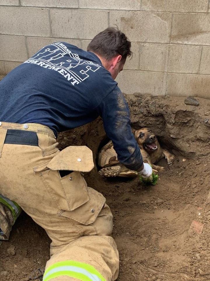 SFGate's tweet photo. Dog, 70-lb. tortoise named Godzilla rescued from hole in SoCal https://t.co/JpdZNUT8kN https://t.co/rLCzTNZ7M5