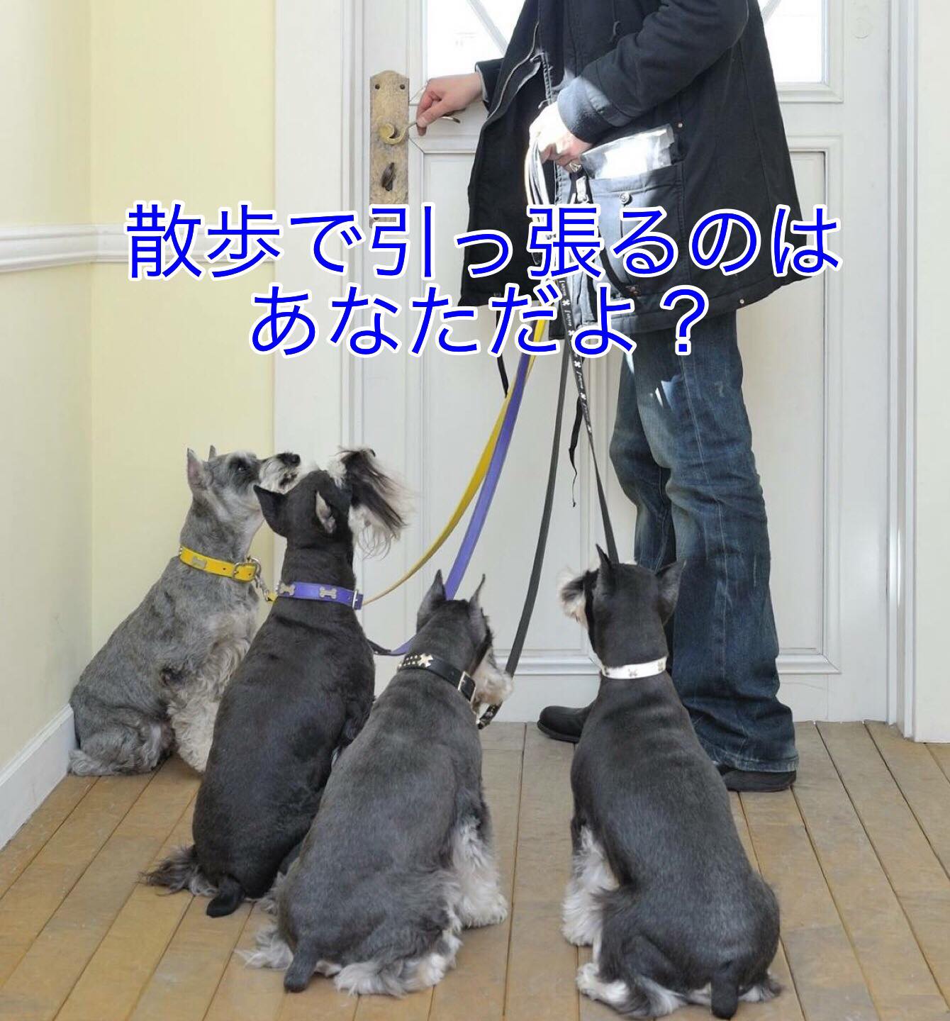 中西典子 散歩で犬が引っ張るのは 犬 が飼い主より上になりたいからではなく 紐がついているから ではなく 笑 ただ前に行きたいからです 散歩は一緒に歩くことが大事であって 犬の位置ではありません あなたの愛犬は あなたが止まったら 止まって