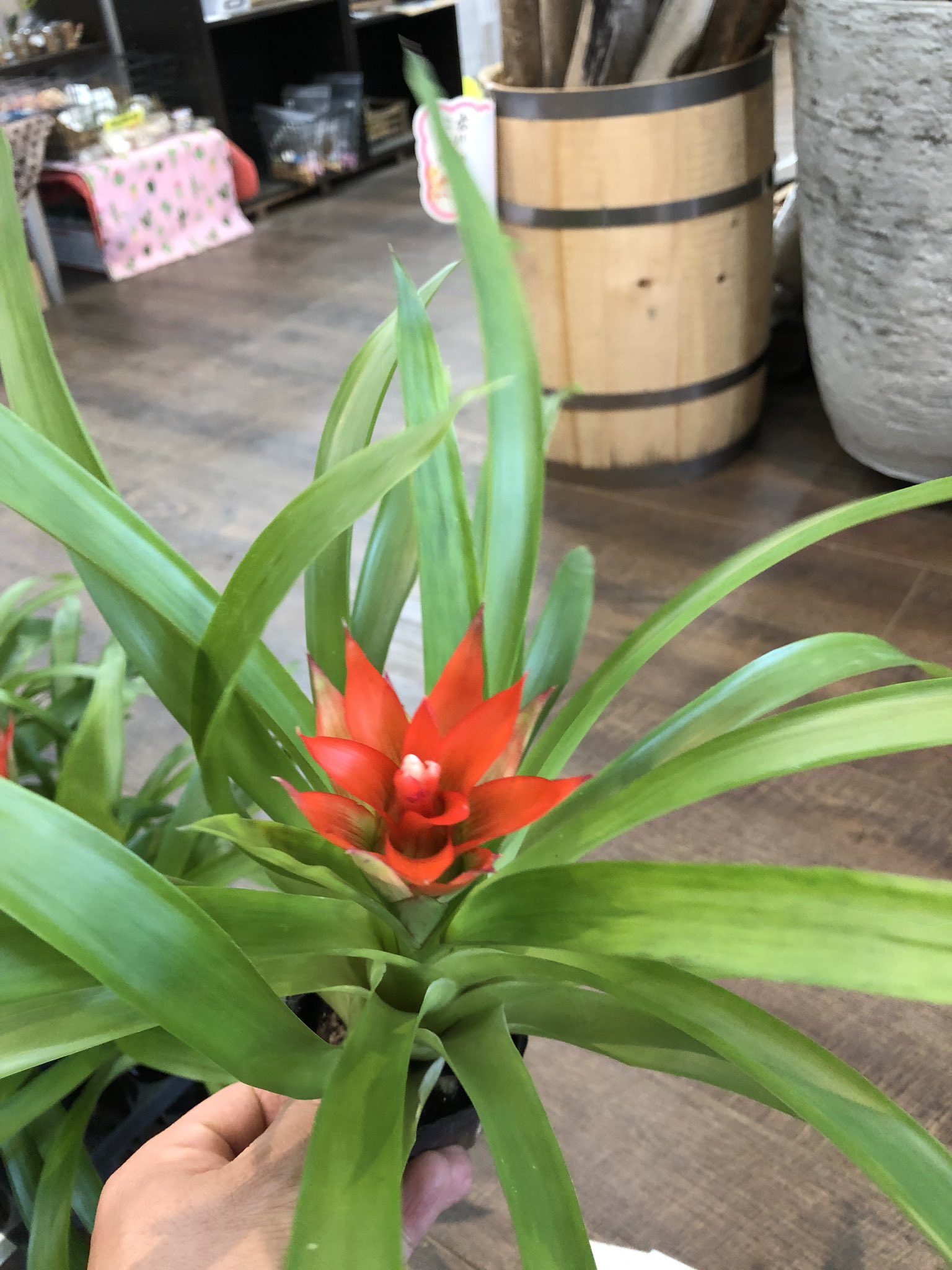 Twitter 上的 ファニープランツ 赤い花で早くもトロピカル気分 グズマニアマグニフィカ入りました うちでは 寄せ植えによく使います 花が終わっても新芽が出てきますから捨てないでくださいね Funnyplants 小山市 観葉植物専門店 グズマニア