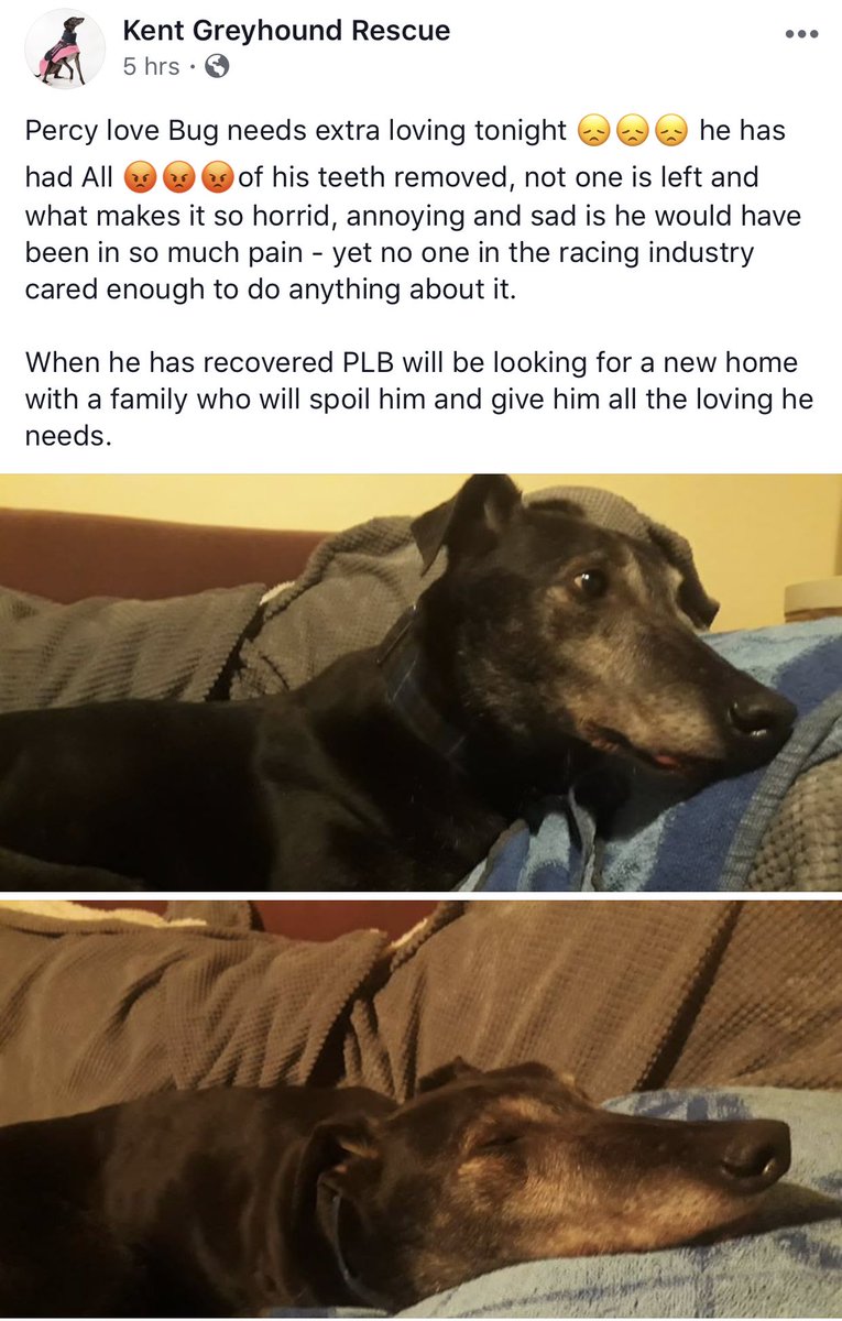 Guys please share this so we can get this handsome boy the loving forever home he deserves!!!!!!! #rescuegreyhound
