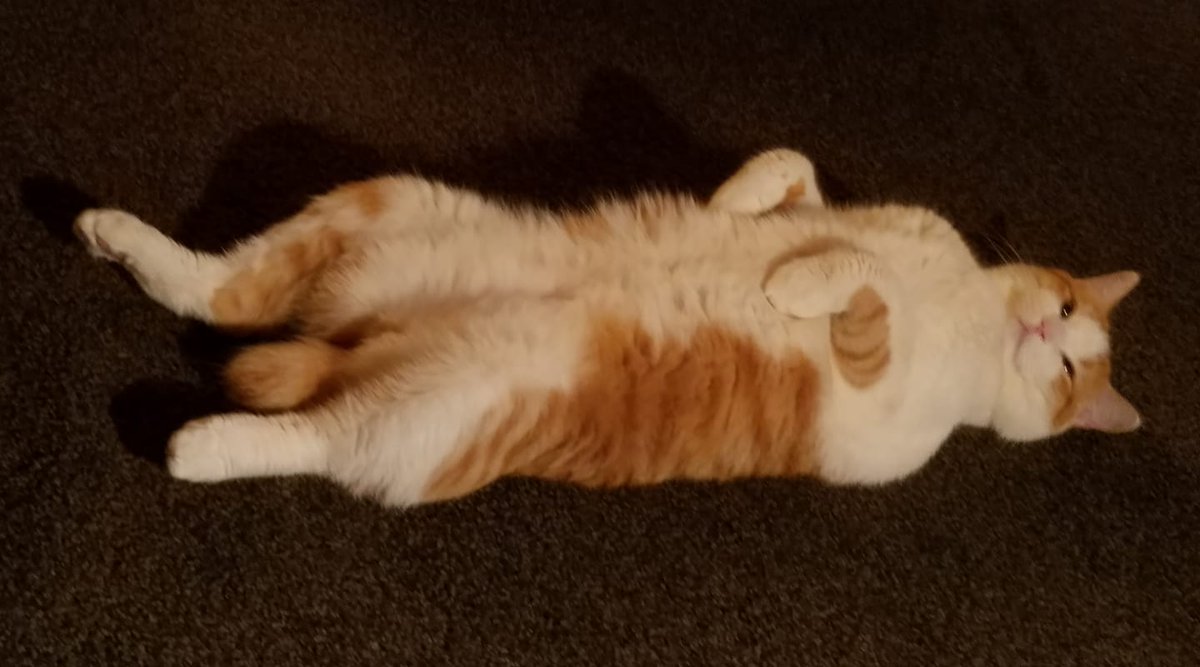 drkarenbecker's tweet photo. Make your day little brighter by looking though these pawsitively cute photos from our fans! 😍 #FanPicsFriday
Snapped an adorable photo of your fur baby? Share in the comments section to get a chance to be featured on our page! https://t.co/cXcuCjGj7K
