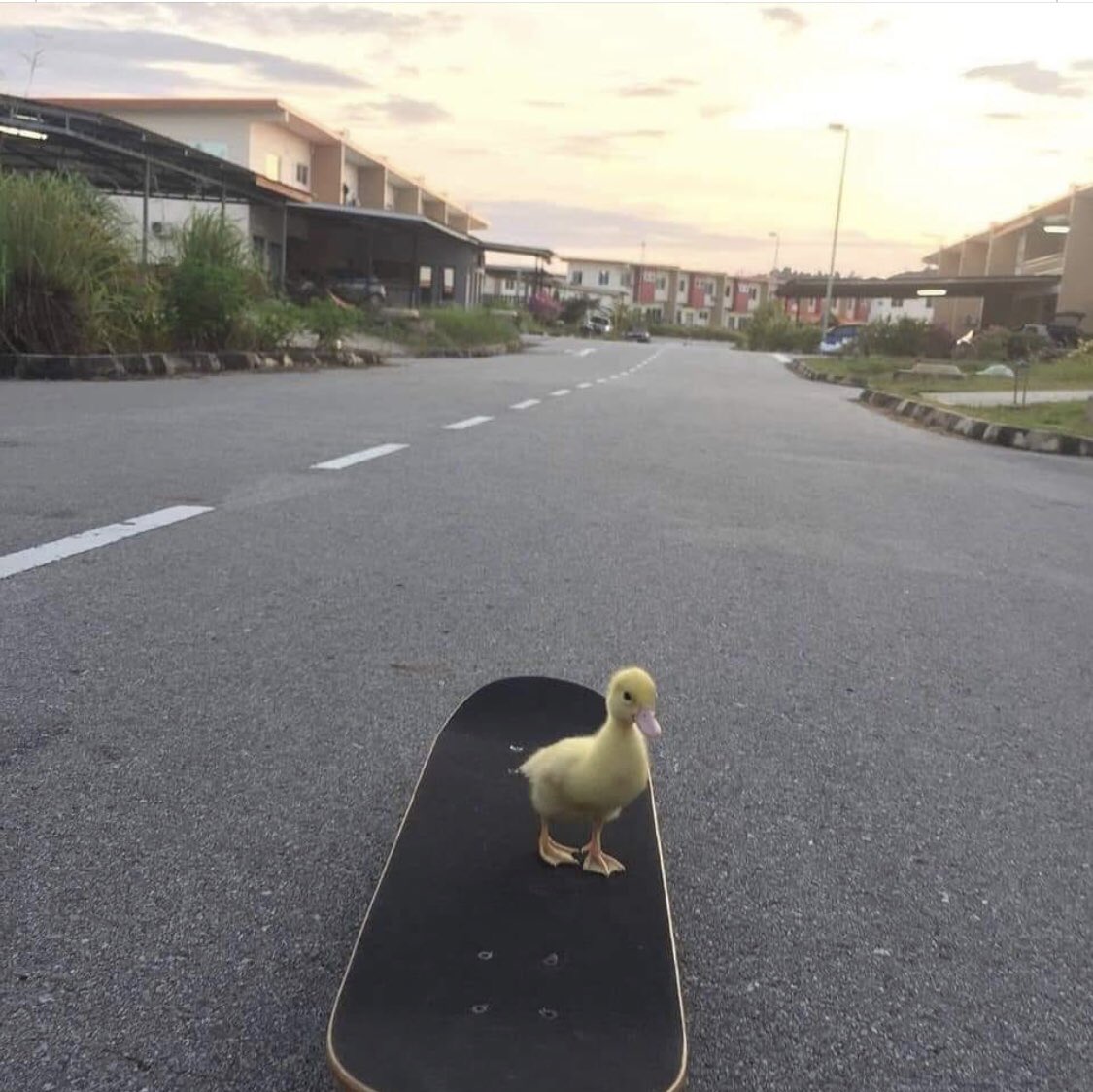 He was a sk8er boi, she said see you later boy