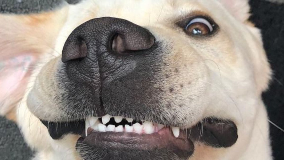 JasonDogWalker tweet picture
