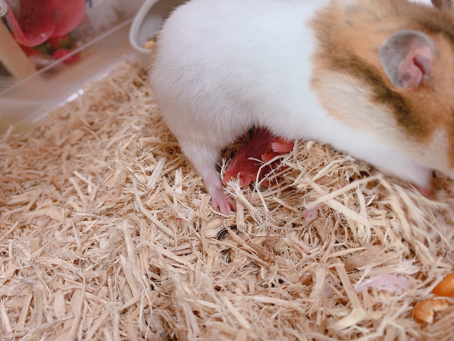 Yui ハムちゃん つい2週間前お迎えしたばかりのきぃちゃんが 今さっき覗いたらなんと出産してた びっくりしすぎて慌てたけどすごい可愛い 全然気づいてあげられなかった ほんとごめんね ハムスターの赤ちゃんどうやって育てたらいいんだ