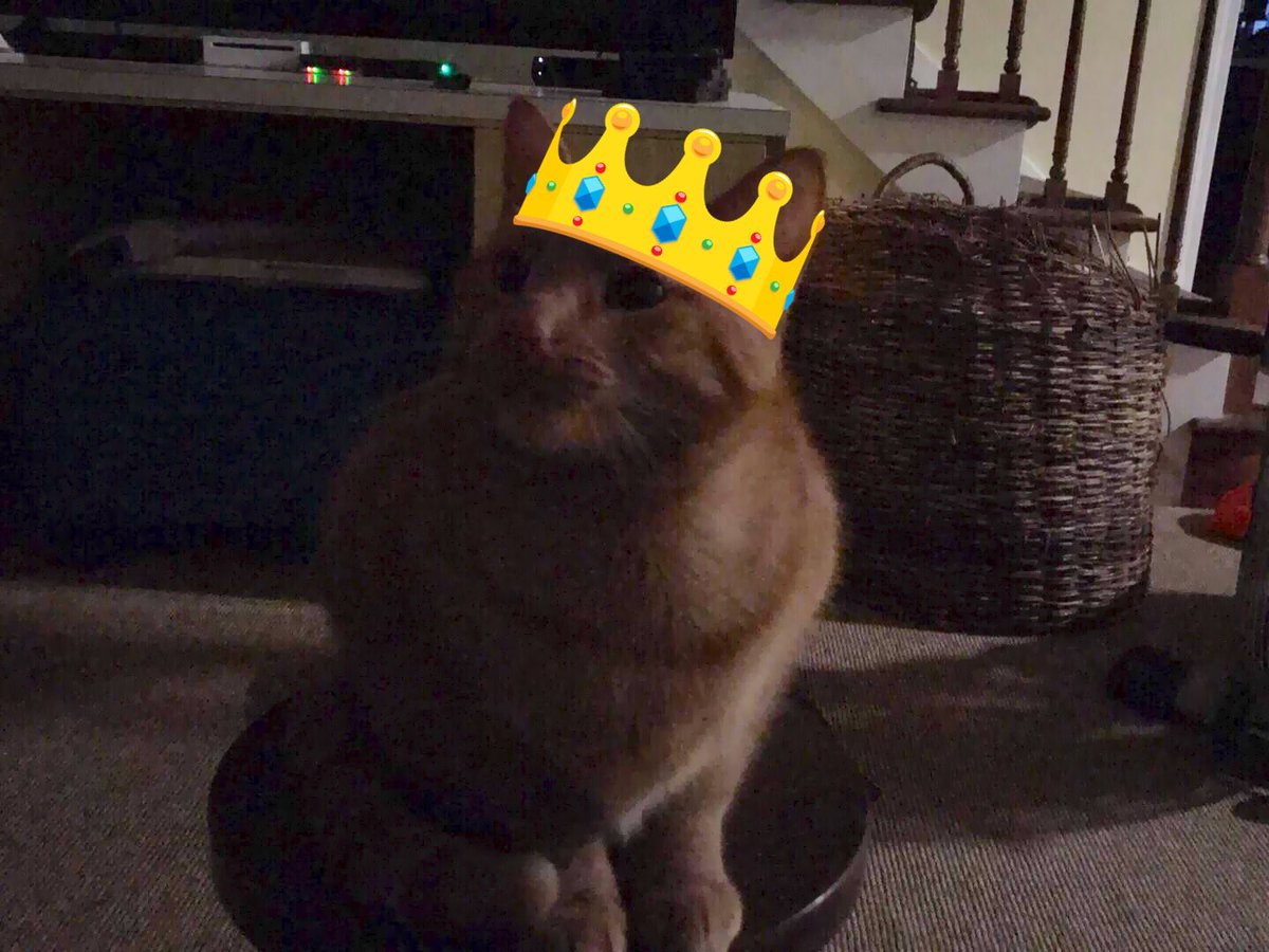 TheWisdomCat's tweet photo. My smile can end all wars https://t.co/Bosg0PHfYr