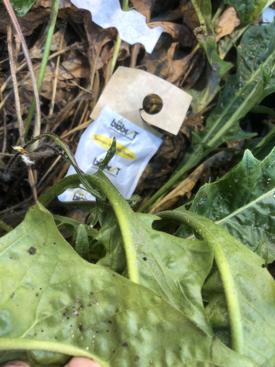 ruudbatist's tweet photo. De bio is al vroeg volop in ontwikkeling, sluipwespen van vorige jaar goed aanwezig en krijgen nu wat extra hulp van Delphastus en de Swirski. #biologischdewinterdoor #100%IPM https://t.co/nGdd1TO9zL
