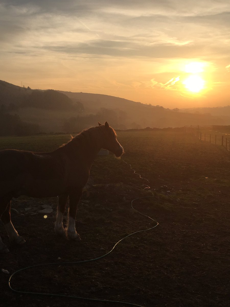 SCottagesSpa's tweet photo. Loving the spring sunshine 💛@smallshawcottagesandspa #sunrise #nofilter #welshsectiond ☀️🐎 https://t.co/xc6ZKVnUV8