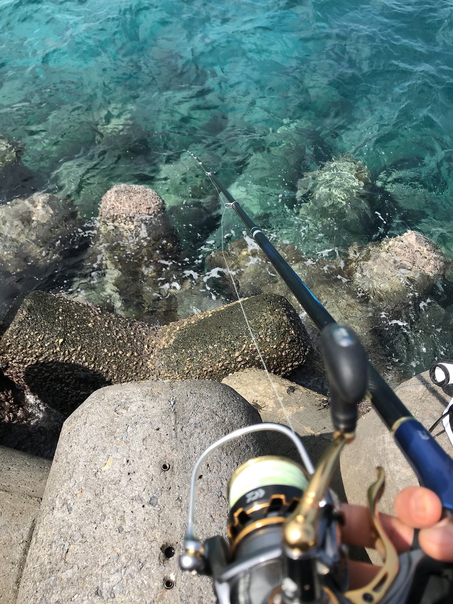 sUlFEWRQyIqx1Ea's tweet photo. そういえば、一昨日の釣果
バショウカー51㎝
アーガイ44㎝
後イスズミ40アップくらい三枚釣れたから良き！ https://t.co/FyegSE41jb