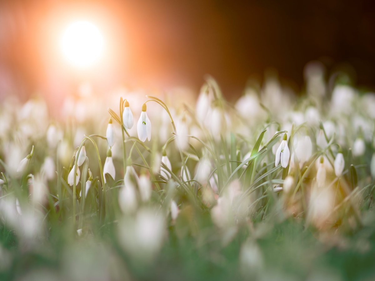 The first signs of #spring are finally upon us as blankets of snowdrops are cropping up all across #Dacorum. See where you can find them this weekend on a  lovely walk through the glorious Hertfordshire countryside bit.ly/2st6Vcu