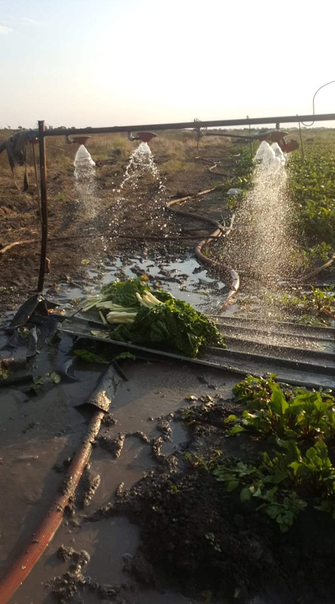 MadewithRural_'s tweet photo. On paper, emerging farmers have all the necessary support from Government,but on the ground, the struggle is real.. https://t.co/siejd3hAoC