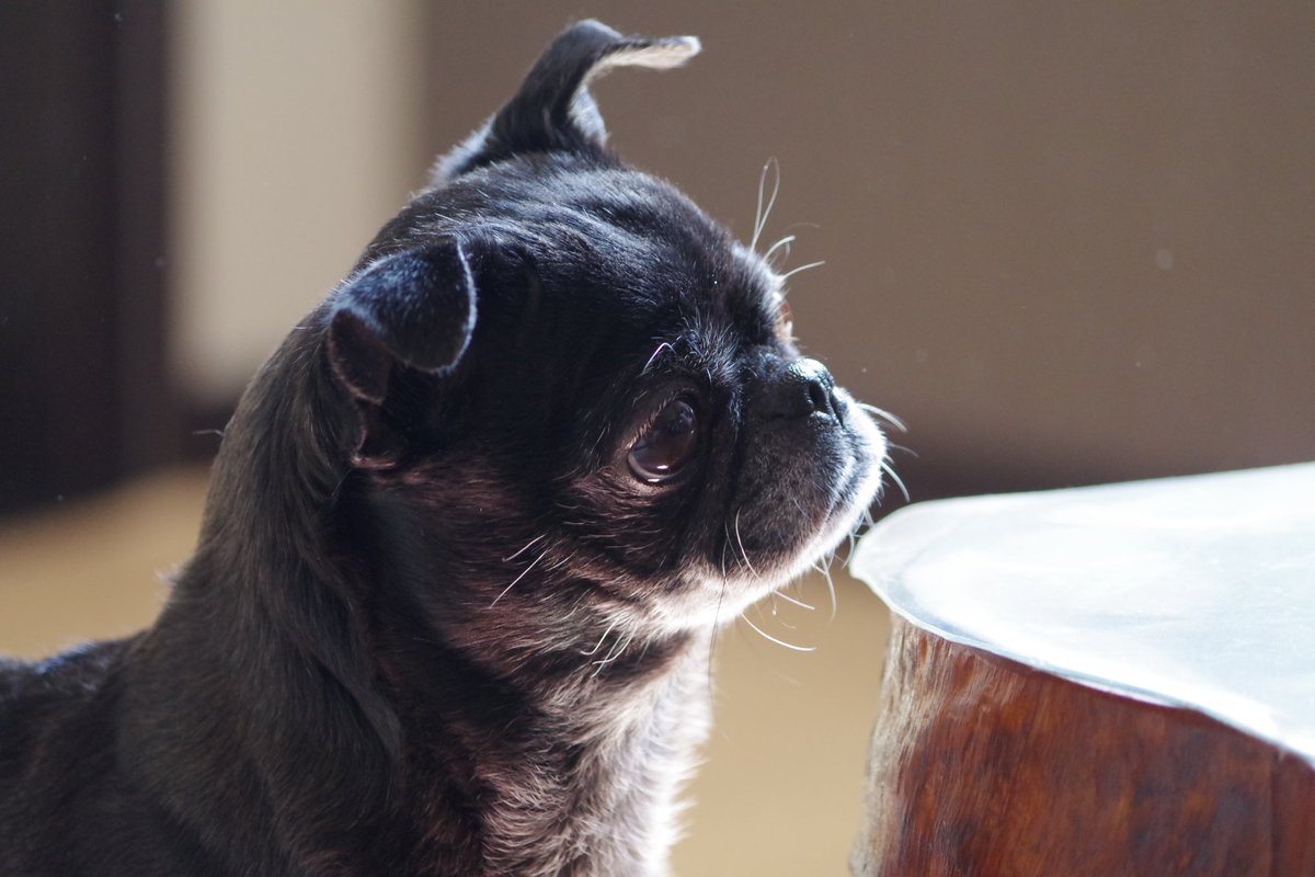 待て犬 待て犬