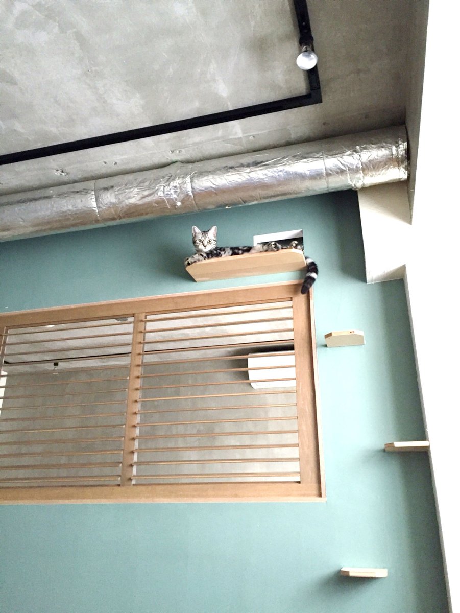 ট ইট র イデアール 東京リノベーション工務店 猫ステップ 使用風景 猫 ステップ ニャンコ にゃんこ 造作壁 ペイント Diy イデアール 東京 リノベーション工務店 ミルクペイント オイル 躯体現し ショップライン シナ Cat ট ইট র イデアール 東京リノベーション工務店 猫ステップ 使用風景 猫 ステップ ニャンコ にゃんこ 造作壁 ペイント Diy イデアール 東京 リノベーション工務店 ミルクペイント オイル 躯体現し ショップライン シナ Cat