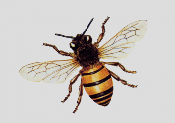 Did you know? The honeybee is the only insect that produces food eaten by man!