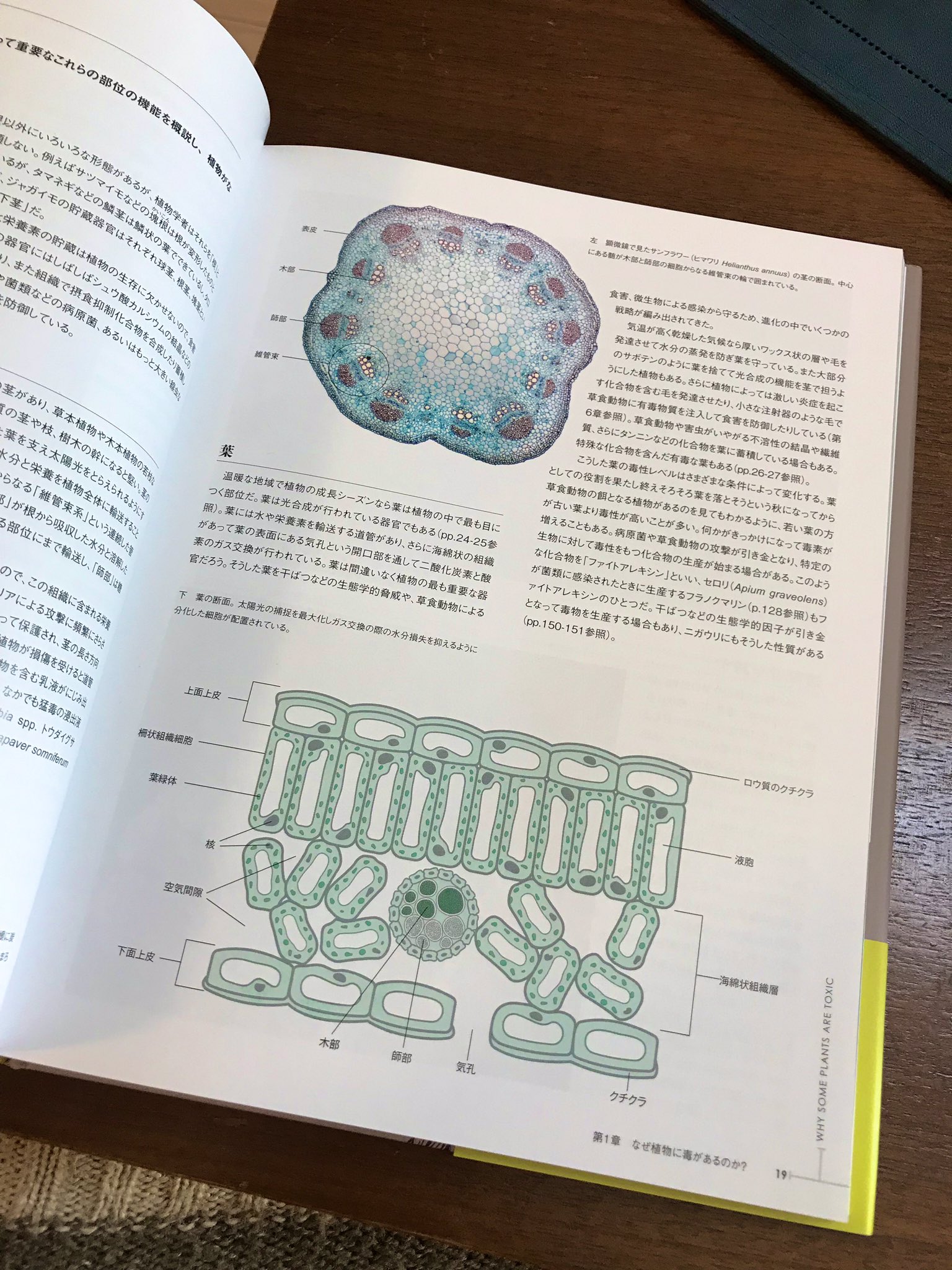 もちむら萬寿 世界毒草百科図鑑買ったけど まず植物とは何かから復習できてとてもよい 毒を受容する人体のしくみについても 細胞と生物 からていねいに教えてくれる T Co Htz7ucov1x Twitter