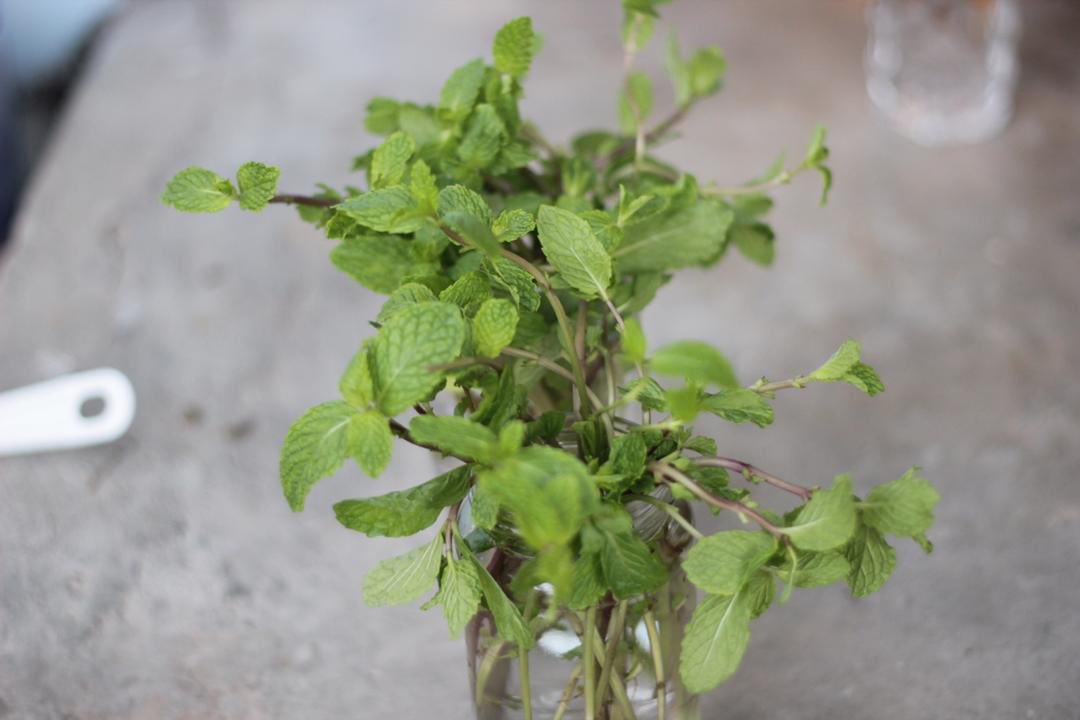 Bentarakata also doing this propagation technique any plant that we use or eat. Maksudnya, sayur dikitar untuk ditanam semula. Daun untuk dimakan dan batang atau akar akan ditanam semula. Sayur yang buruk akan dikompos.