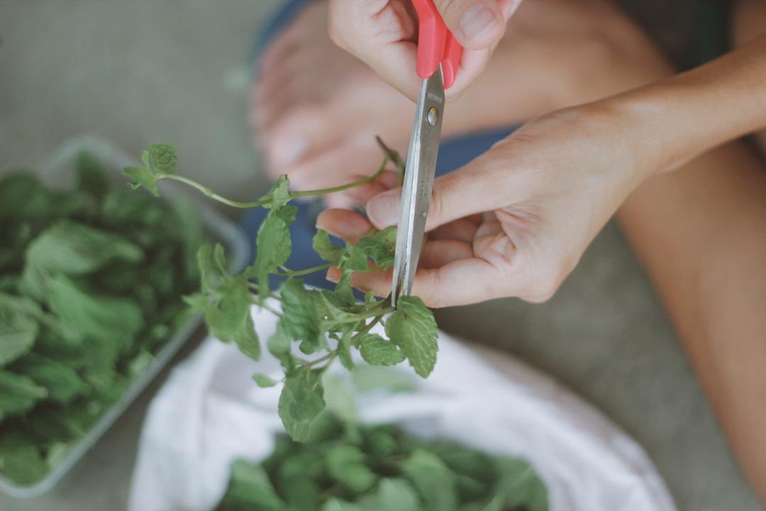 Bentarakata also doing this propagation technique any plant that we use or eat. Maksudnya, sayur dikitar untuk ditanam semula. Daun untuk dimakan dan batang atau akar akan ditanam semula. Sayur yang buruk akan dikompos.