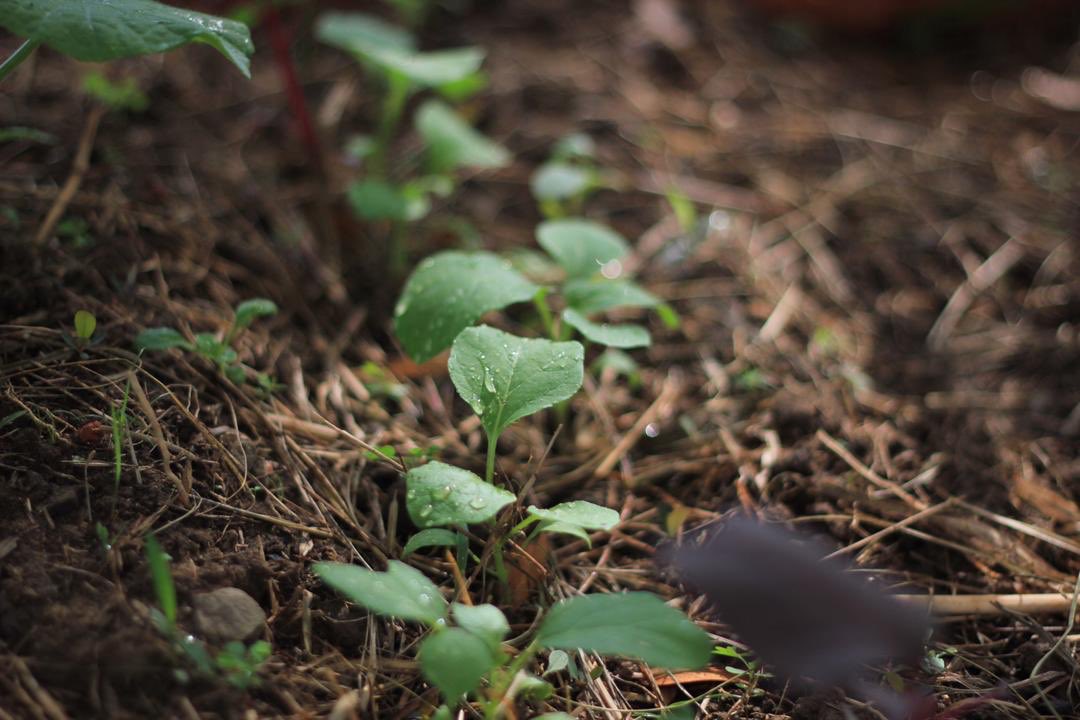 Bentarakata also doing this propagation technique any plant that we use or eat. Maksudnya, sayur dikitar untuk ditanam semula. Daun untuk dimakan dan batang atau akar akan ditanam semula. Sayur yang buruk akan dikompos.