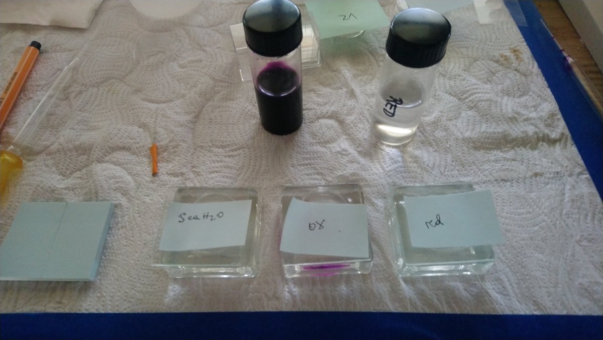 FScharhauser's tweet photo. Who wants some extra healthy nemas? Today we tested for redox reactions in our worms and used Vitamin C as reducing agent to see if certain glands in our worms show a change of colouration. #CBC #Belize #Smithsonian #marine #nematodes #thiotrophic #symbiosis #Stilbonematinae https://t.co/k4SOgXNeS0