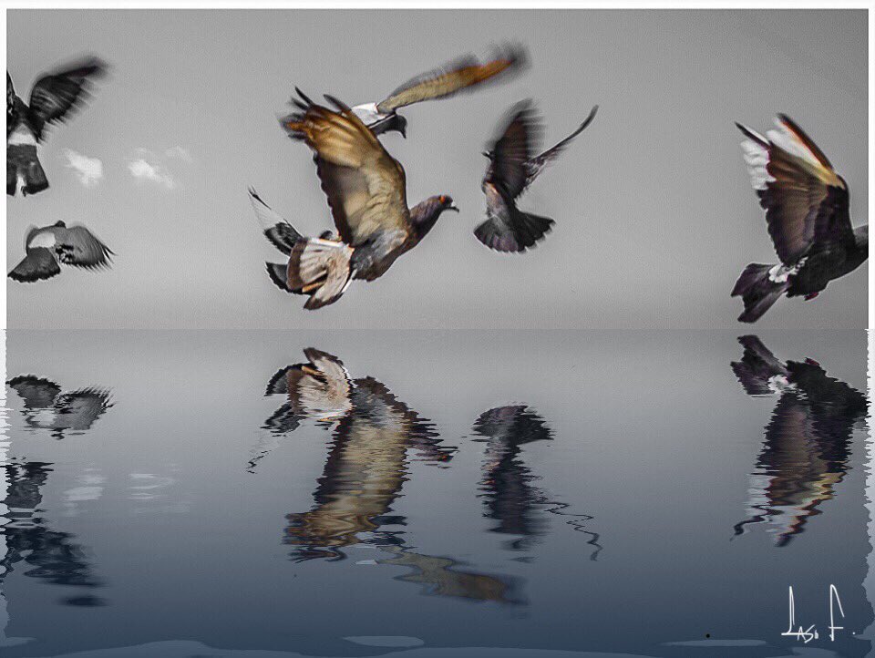 LasoAnimal's tweet photo. S e v e n

#streetphotography #photography #birds #reflect #letgo #takechances #hopeful #seven #Angel #seeker #thethinker #theprotector #sabbath #mystical #intuition #wisdom #lucky7 #lasofocus #sonya7ii https://t.co/Yy9C6jv3hQ