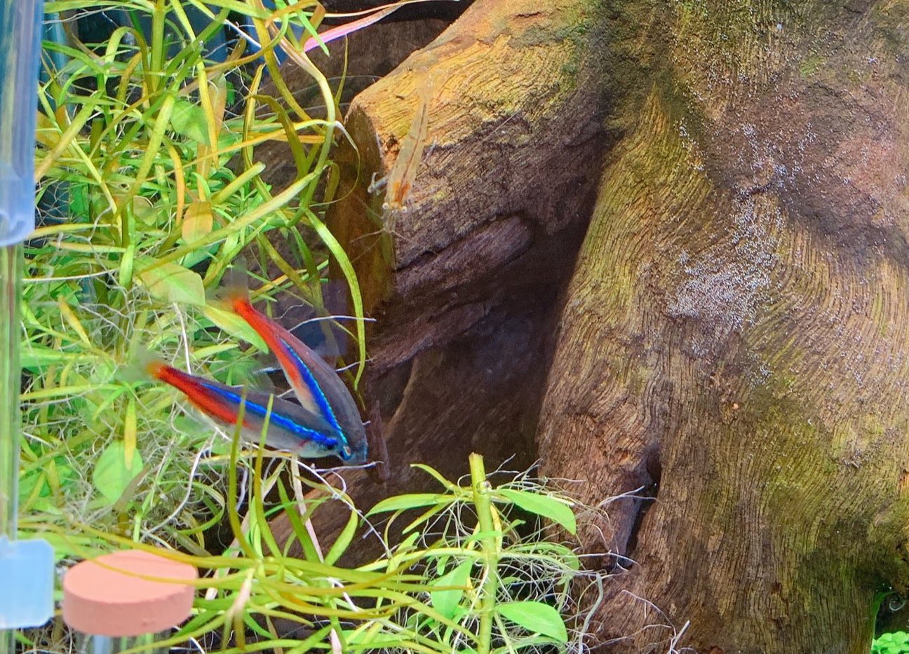 ルビィ カミラ ネオンテトラの卵を6個だけ見つけました 前回の経験から学び卵を隔離 12時間後から24時間で稚魚が確認できるか アクアリウム ネオンテトラ 稚魚 T Co 198jotenog Twitter