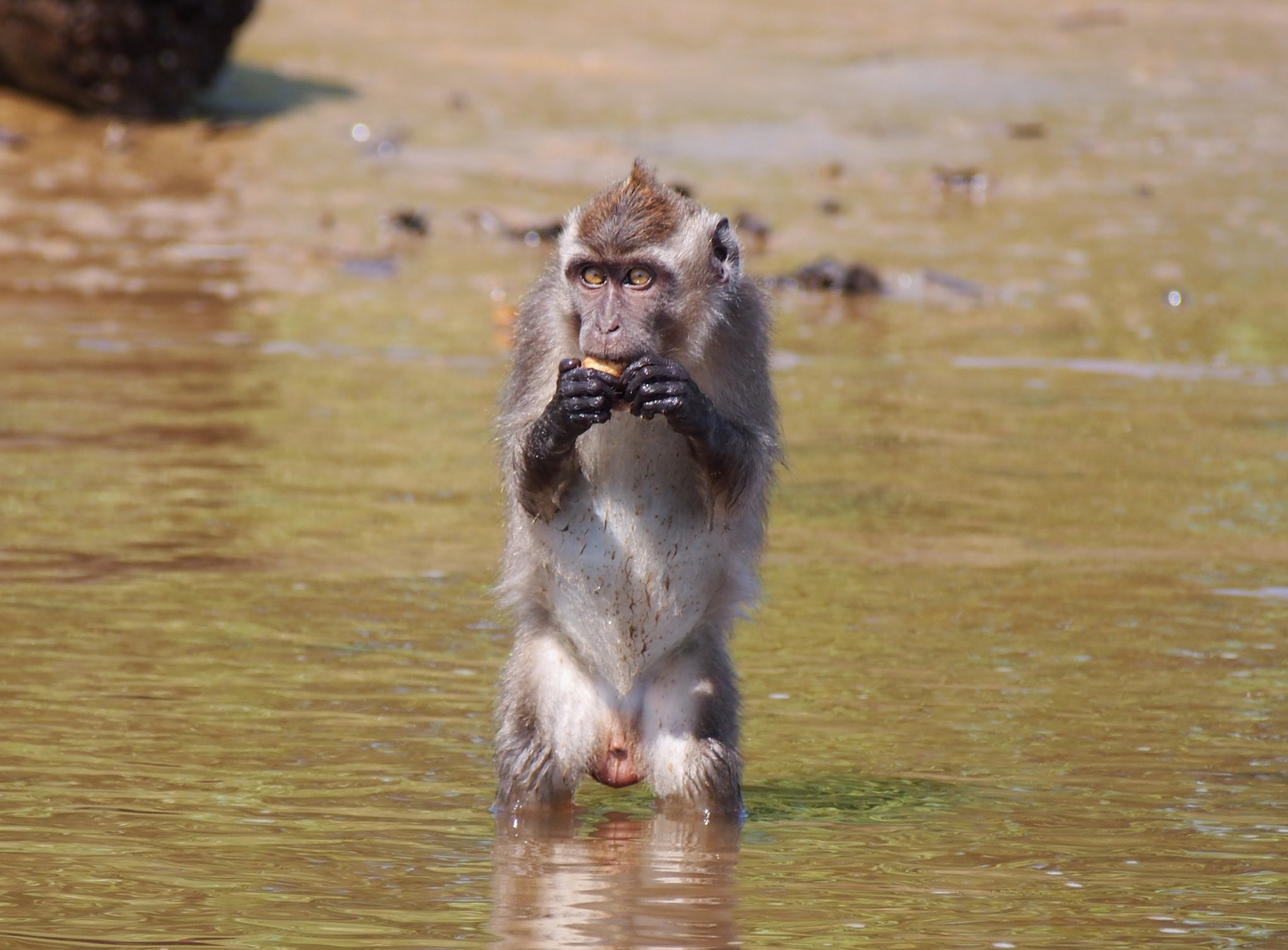 さとう カニクイザル Crab Eating Macaque オナガザル科マカク属 学名 Macaca Fascicularis カニ以外も食べる雑種性 世界の侵略的外来生物ワースト100 特定外来生物に指定されているが ボルネオは自然分布域 電柱の上などでも見ることができます