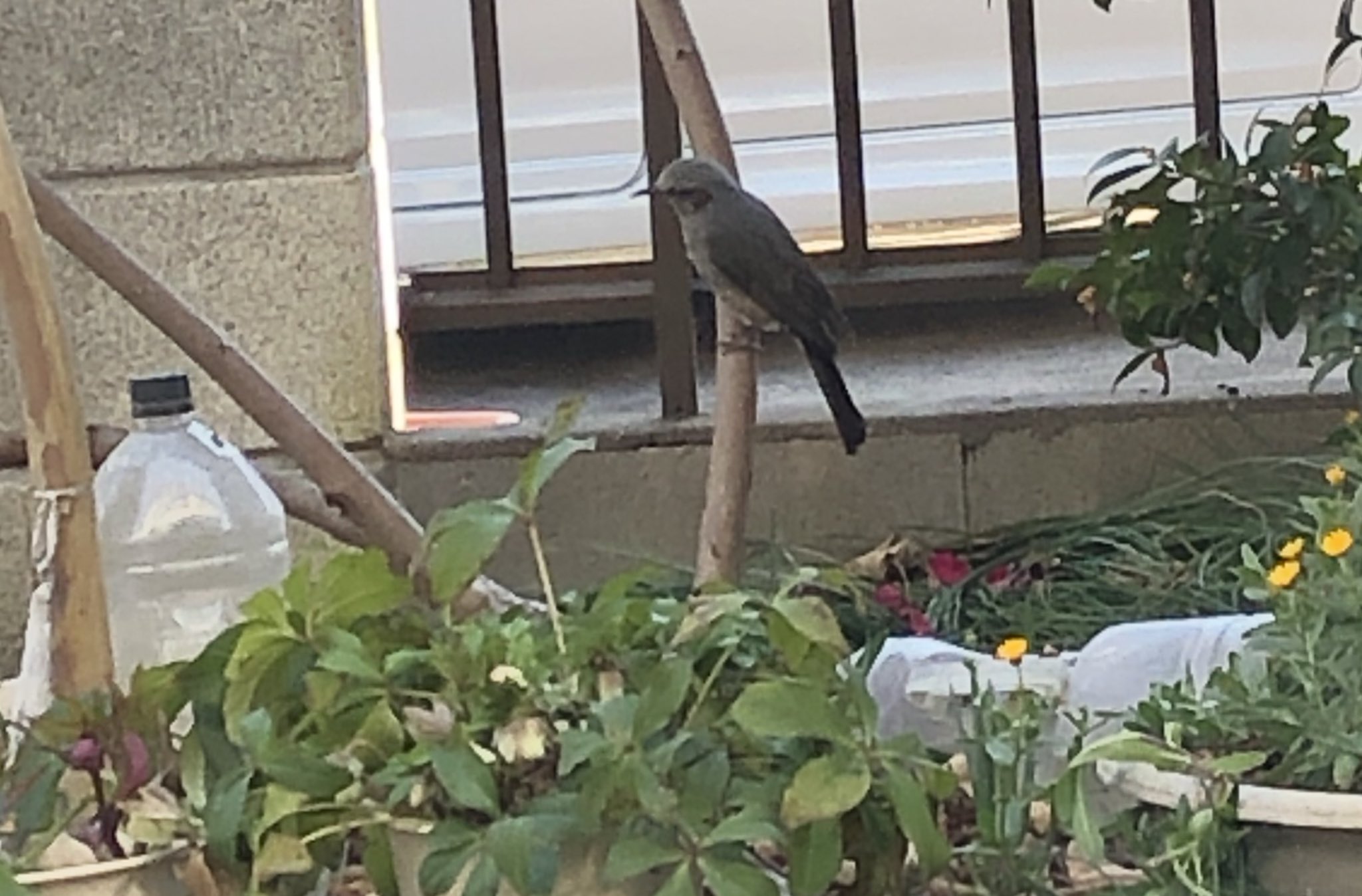 Okayu Disk 1981 ご推察のとおり ヒヨドリですね Rt よく庭に来て山茶花の花を食べる鳥 ヒヨドリ かな この鳥の名前を教えてください T Co X0wtsi2prx Twitter