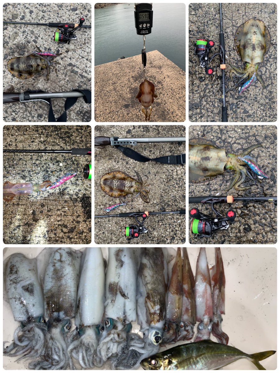 الوسم パタパタエギ على تويتر