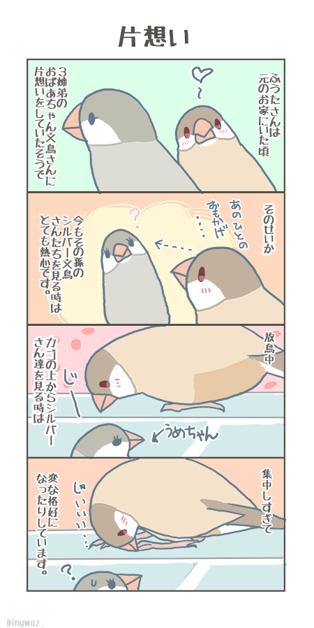 うめちゃんだけでなくて、兄弟のほうちゃんやあやめさんにもこの熱心さでよく見つめています。見ているだけで何もしない、ふうちゃんの小さな片想いです。

#buncho #javasparrow #文鳥 