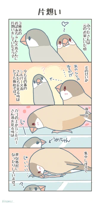 うめちゃんだけでなくて、兄弟のほうちゃんやあやめさんにもこの熱心さでよく見つめています。見ているだけで何もしない、ふうちゃんの小さな片想いです。#buncho #javasparrow #文鳥 