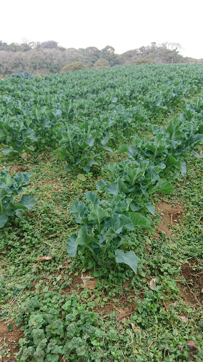 magicpman's tweet image. 最近、農家さんをめぐるたびに、限りなく有機栽培に近い特別栽培って沢山あるのだと…、感じた次第です。