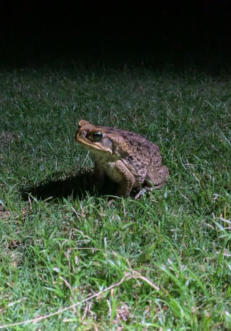 #toadspotting https://t.co/z3rEGHB0n6<a href="/tag/toadspotting"class="tags">#toadspotting</a>