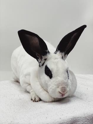 CutePetsNorfolk's tweet image. They call me Monroe, a female Rex rabbit. #Rexrabbit #rabbit #Norfolk petfinder.com/petdetail/4377…