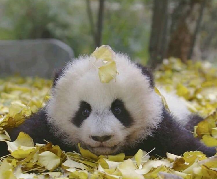 любимое растение панды. большая панда ест бамбук. панда ест клубнику. животный мир японии. пандочка с цветами.